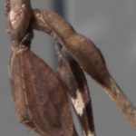 Wanderling Violin mantis subadult female