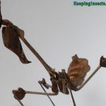 Wanderling Violin mantis subadult female