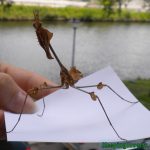 Wanderling Violin mantis subadult male