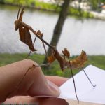 Wanderling Violin mantis subadult male