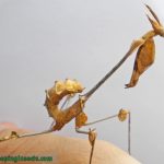 Wanderling Violin mantis