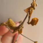 Wanderling Violin mantis