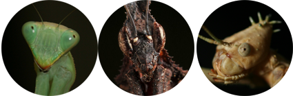 Keeping Insects